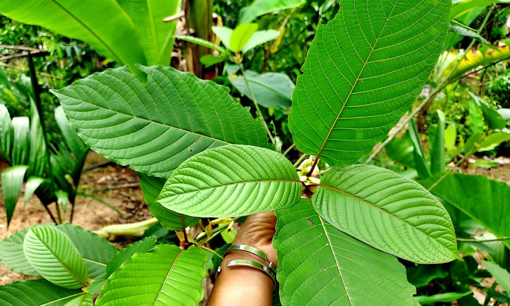kratom24082