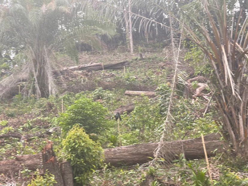 331533005 560082929391665 7852432678234281038 n