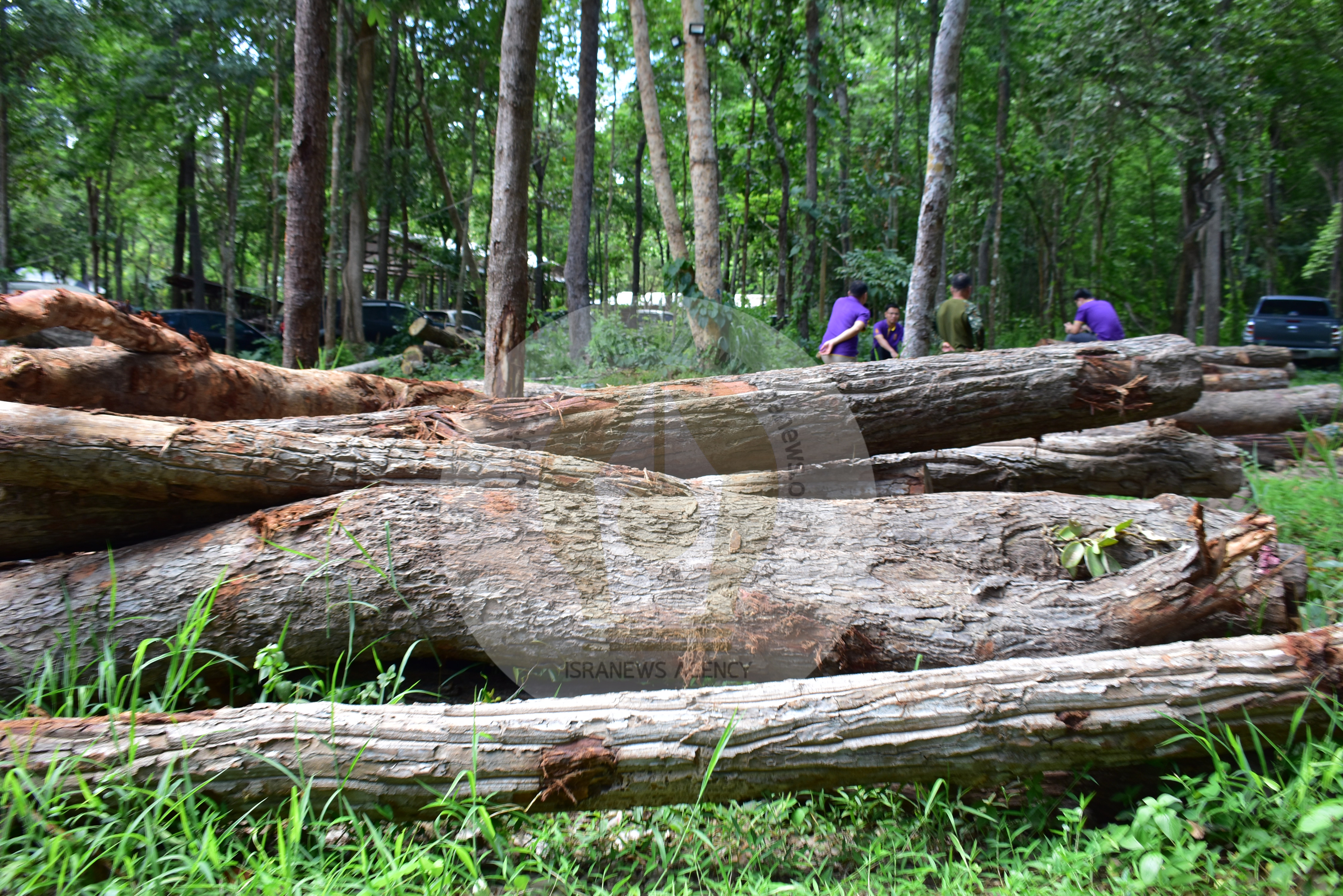 pictreeeewweewkill7 1 65