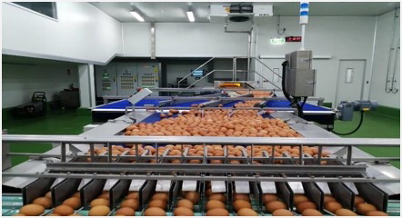 EGG SYSTEM1