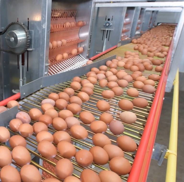 EGG System