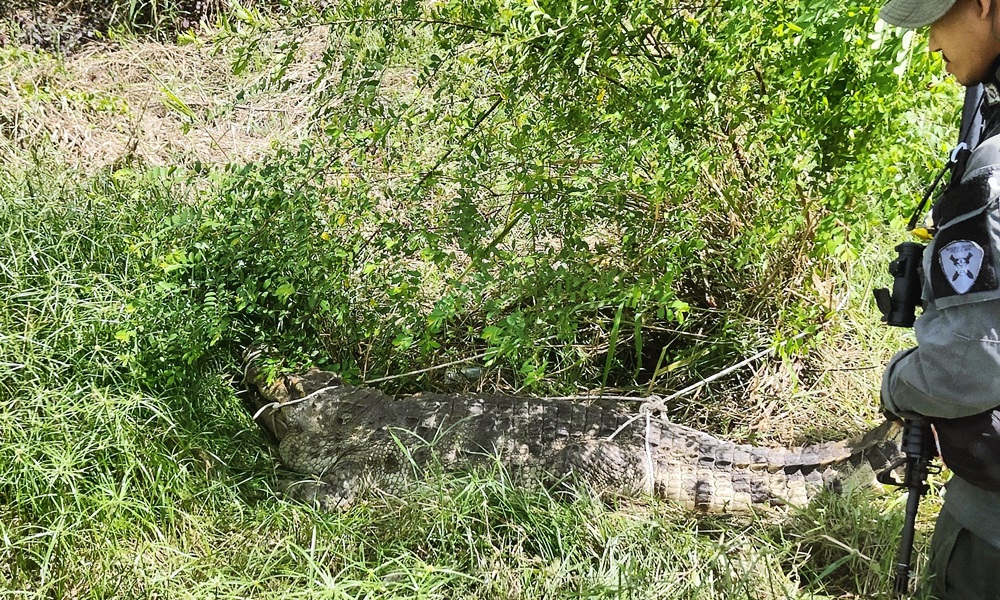 crocodilenara13011