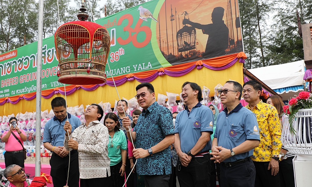 geopeliastriata05031