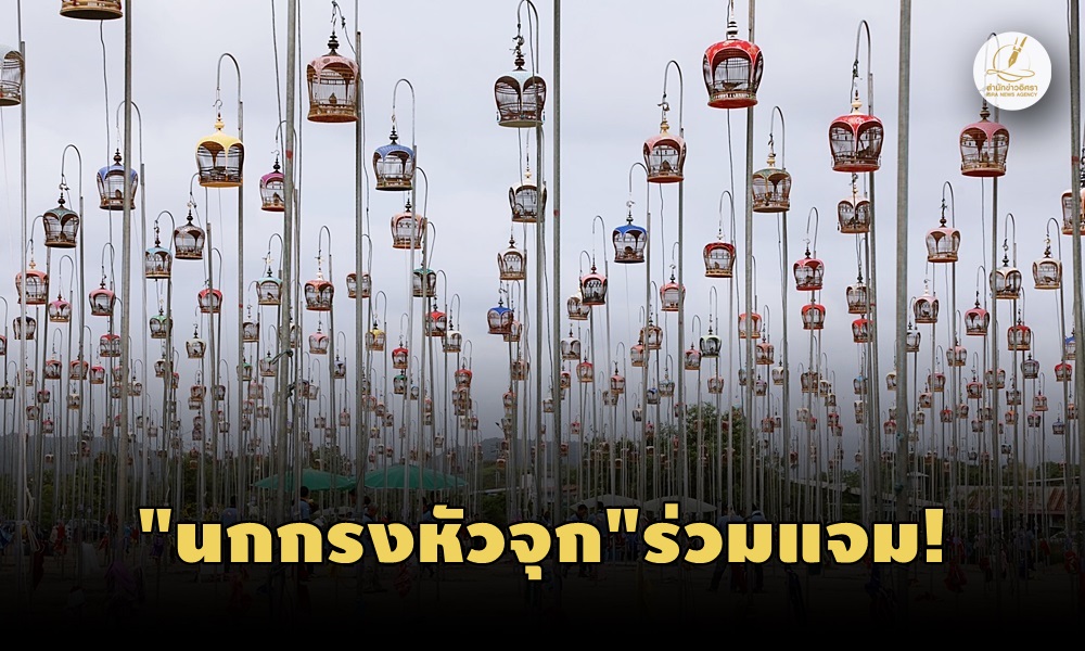 geopeliastriata050320