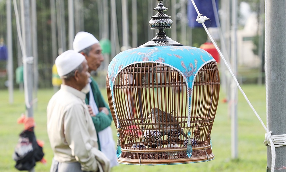 geopeliastriata05034