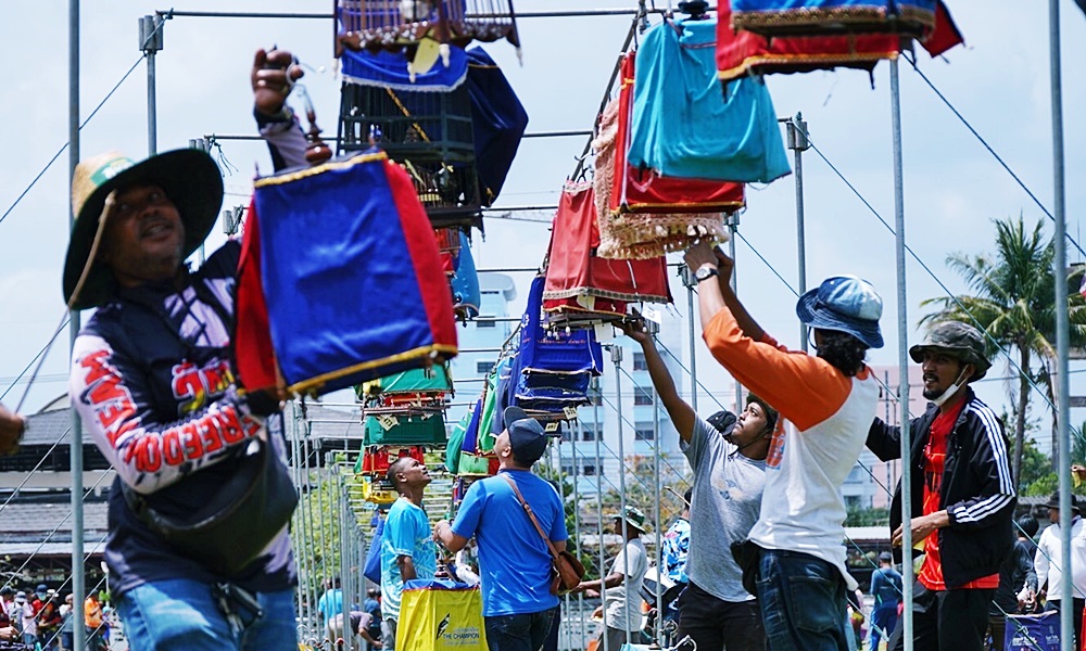 geopeliastriata05037