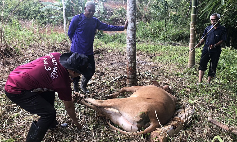 rayahajiesouth290661