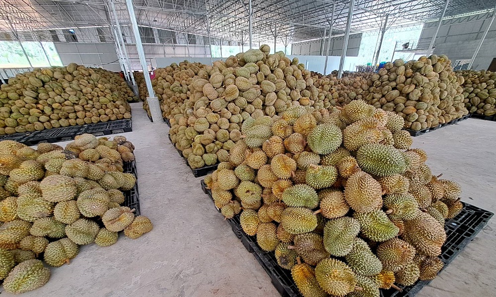 longdurian27081