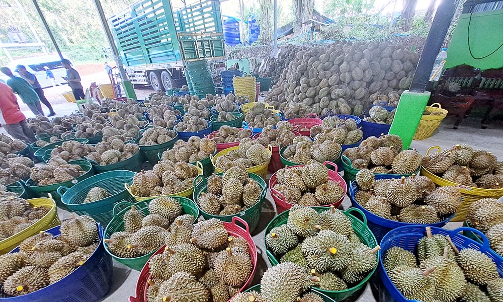 longdurian27082