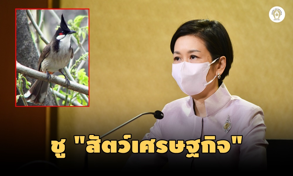 pycnonotusjocosus25030