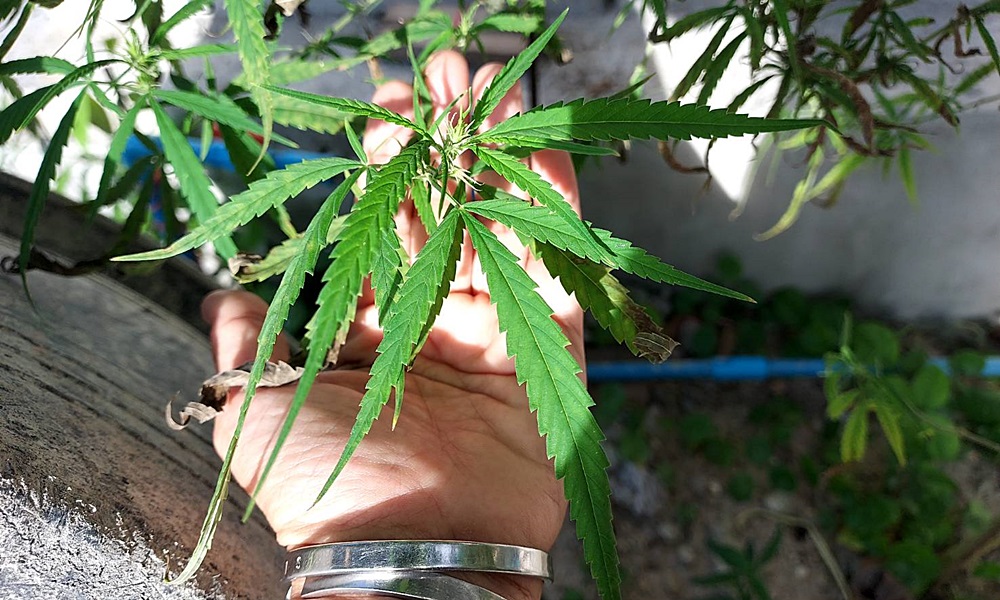 marijuanasouth120691