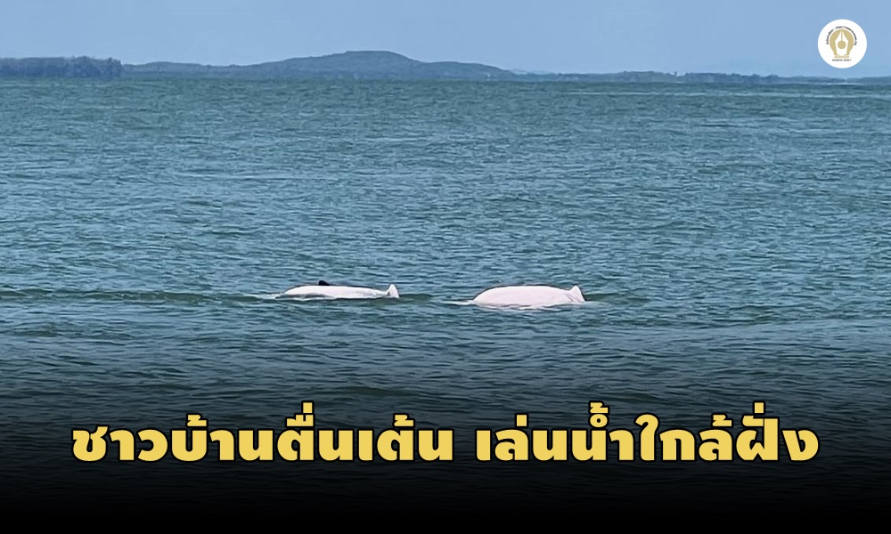 humpbackeddolphin13080