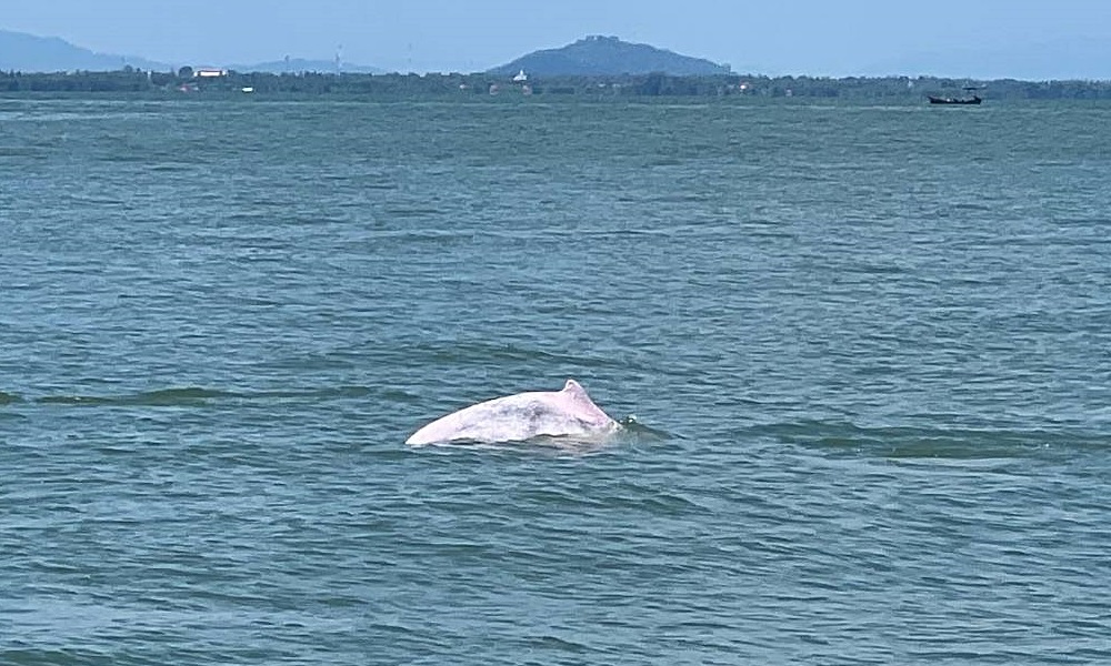 humpbackeddolphin13082