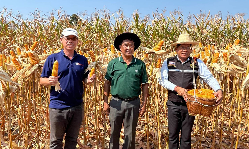 cpf sweetcorn 2403 m1