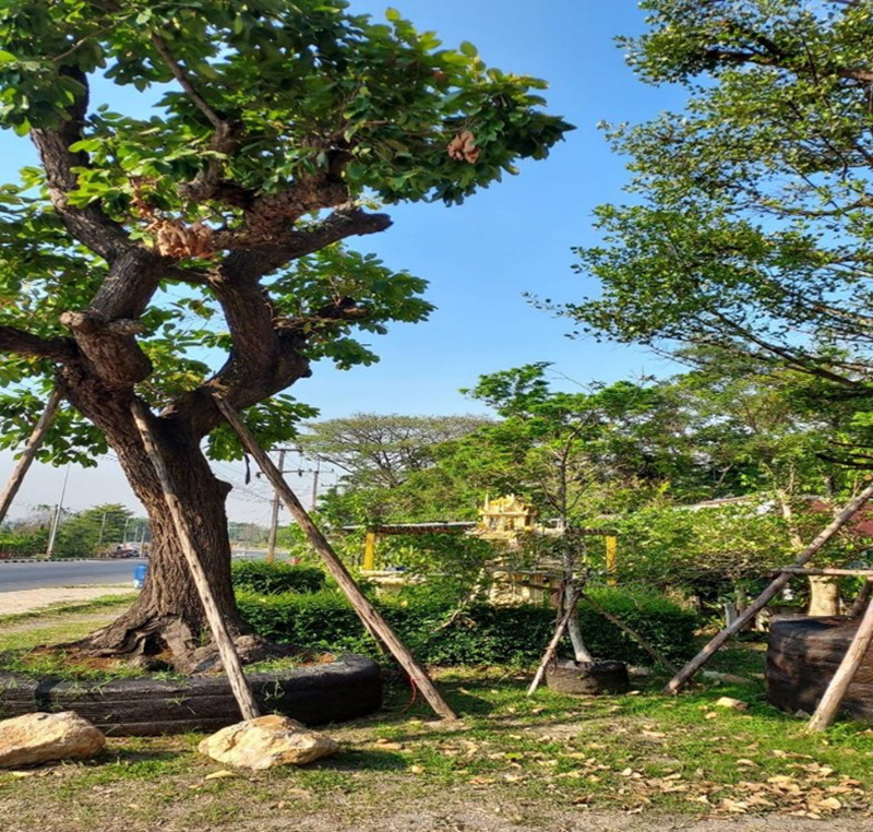 prasan forest 0703 p5