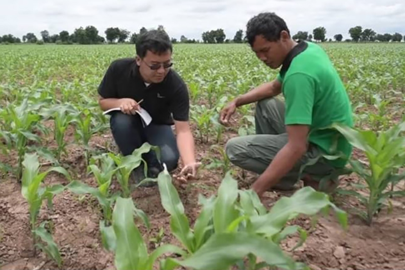 cpf cornyellow 1605 p2