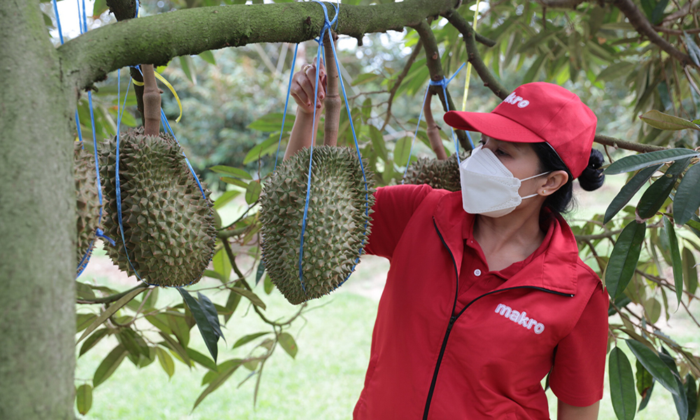 makro durian 0505 m1