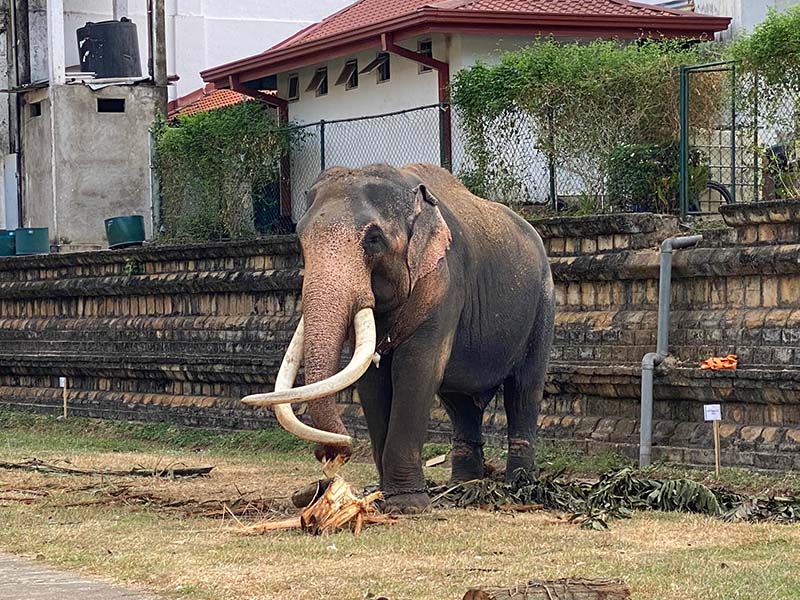 Veerathai.body3.25.08