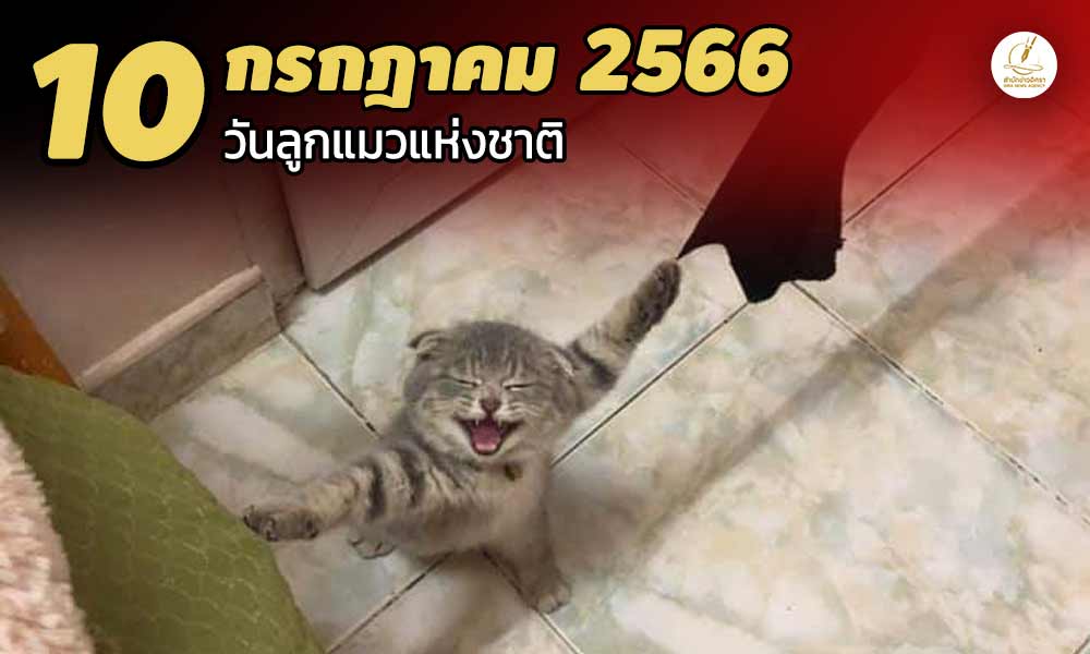 cove kittnmkt1000x600