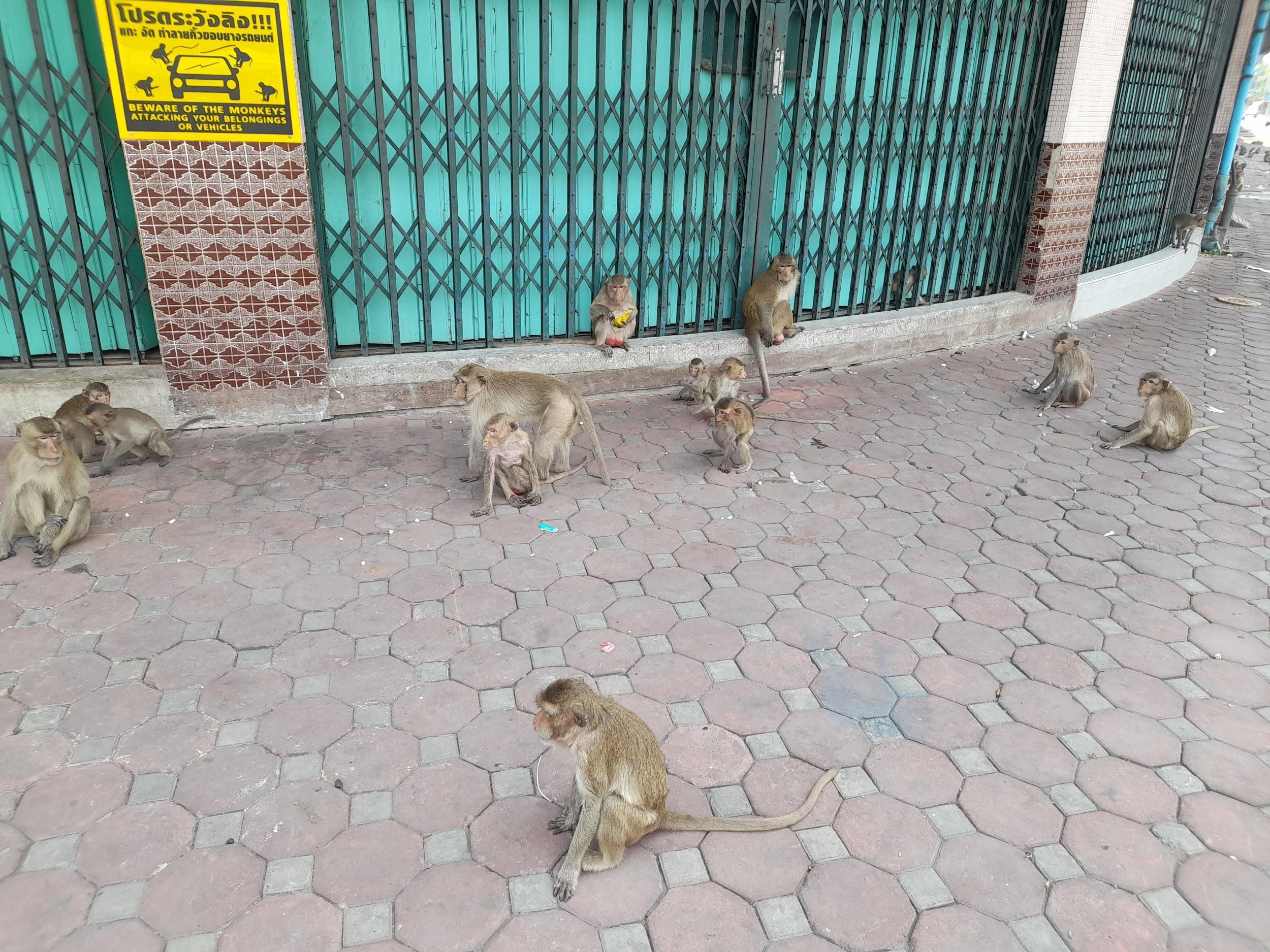 08072024 m0nkeypic01