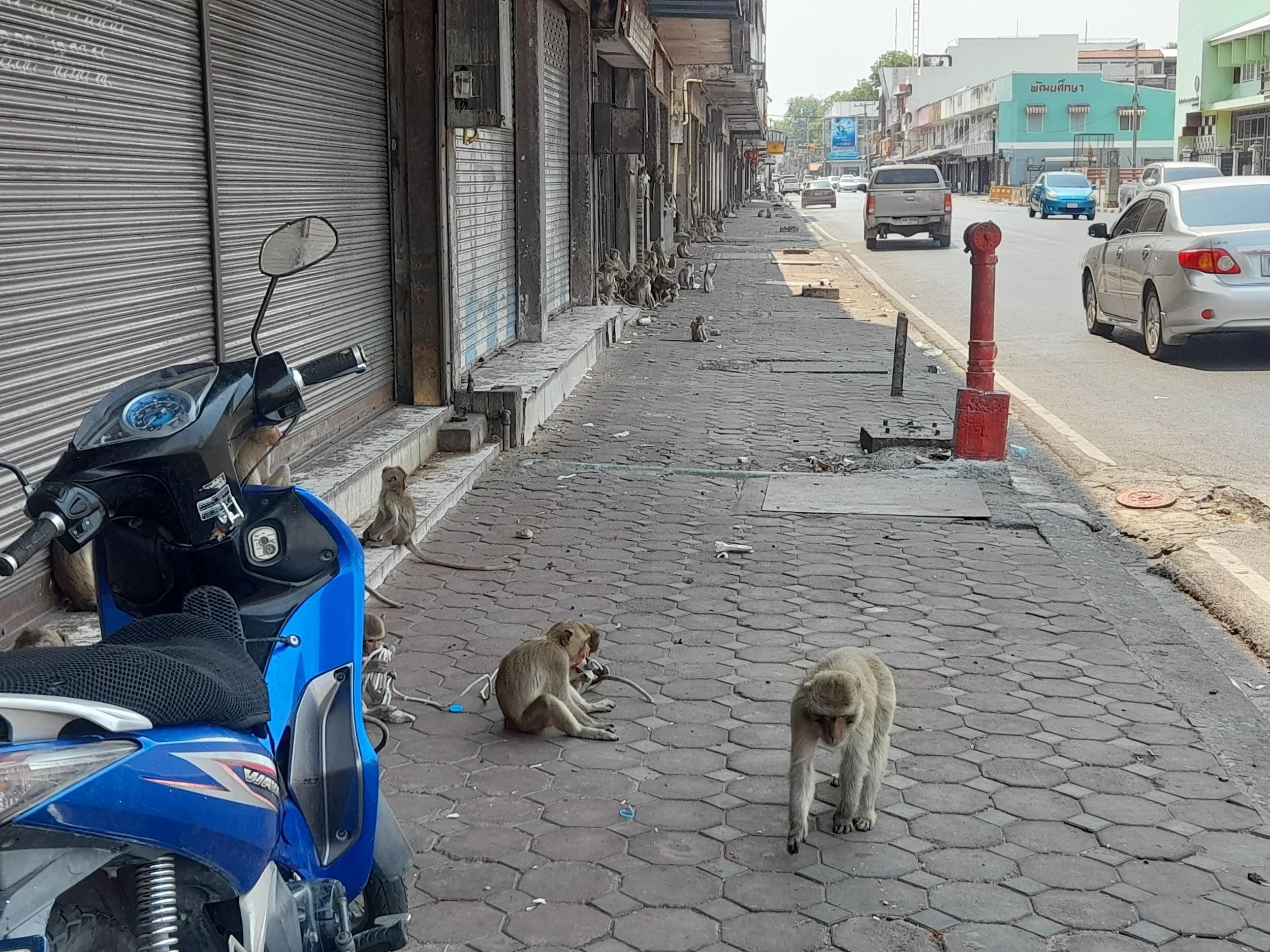 08072024 m0nkeypic02