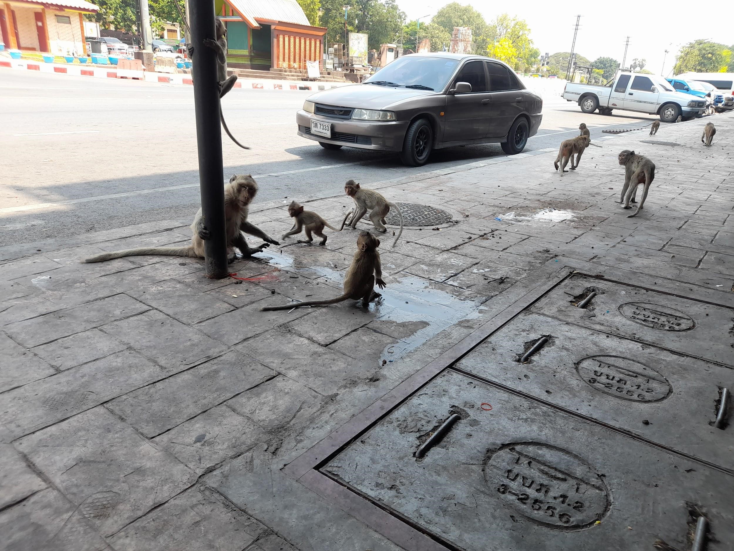 08072024 m0nkeypic04