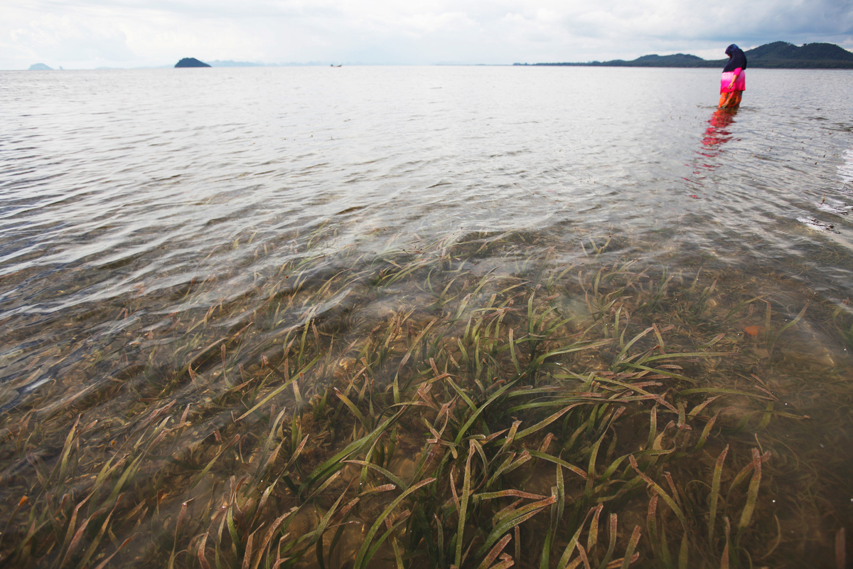 Local Krabi resident Chana Klongyuan walks through one of Thailand's largest sea grass areas and an area of huge ocean biodiversity including the rare dugong is under threat from a proposal to deepen the channel to allow large coal loaded ships to enter and send directly to the Electricity Generating Authority of Thailand (EGAT) power plant.