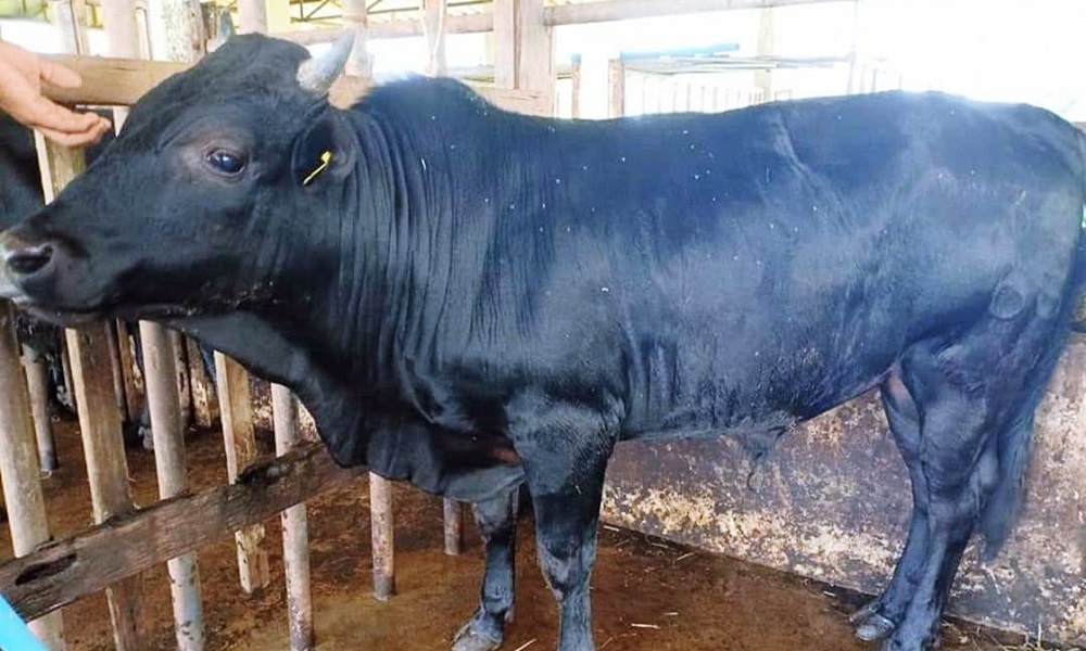 raisingcowssouth28014