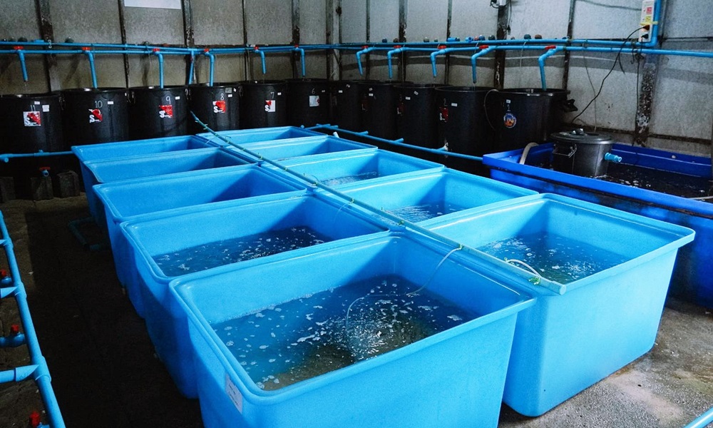 researchseacrabs140110