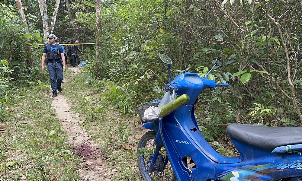 waearicopternara03026