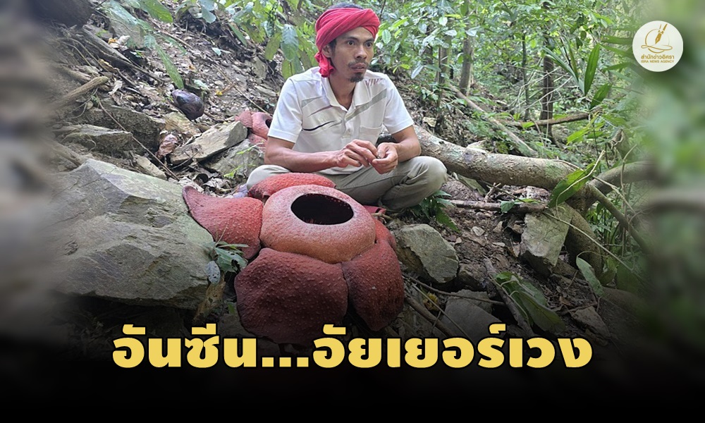 rafflesiakerrii10030