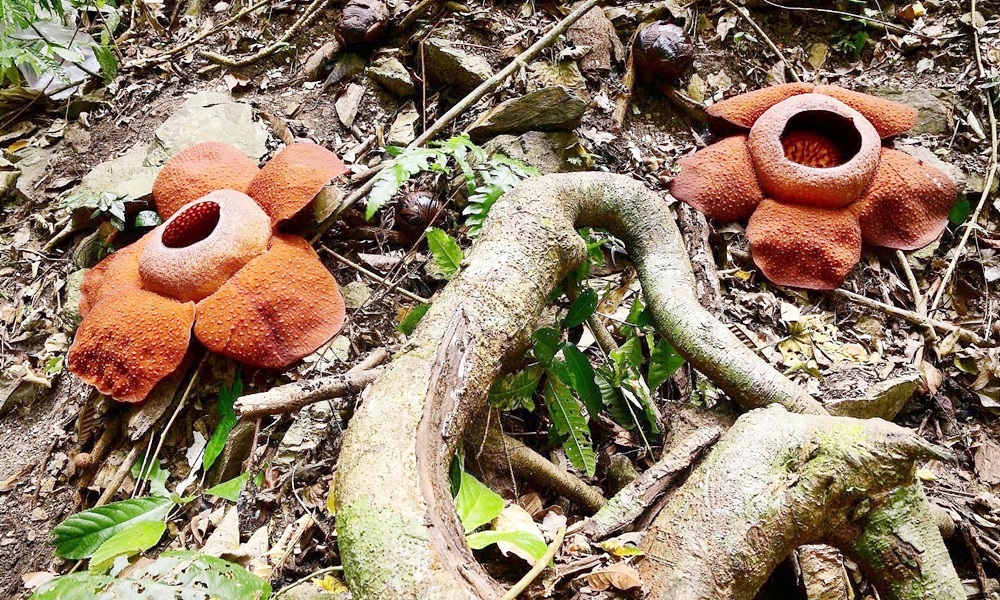 rafflesiakerrii100321