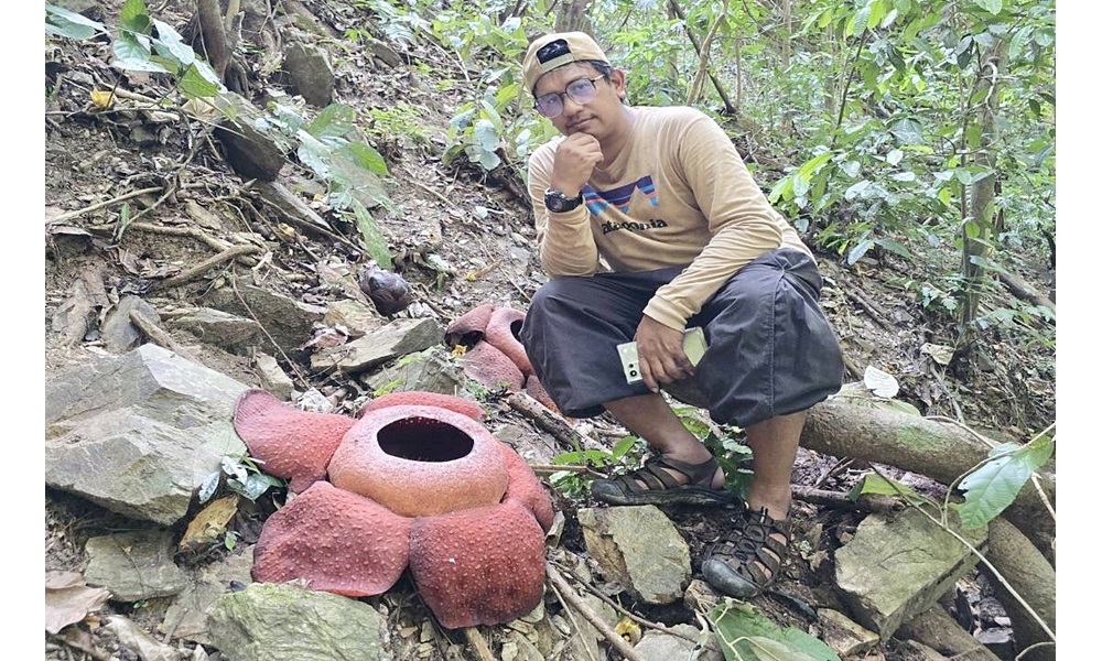 rafflesiakerrii10033