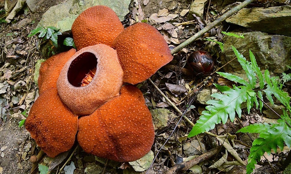 rafflesiakerrii10034