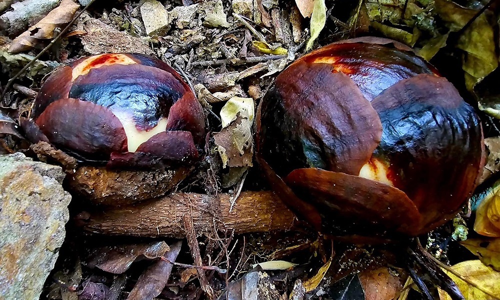 rafflesiakerrii10035