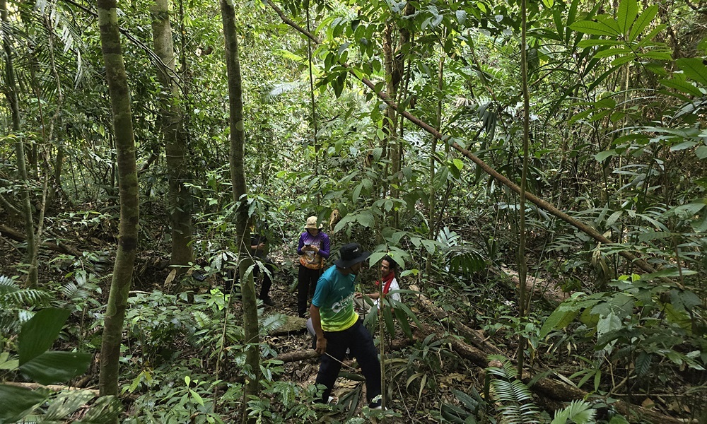 rafflesiakerrii10038