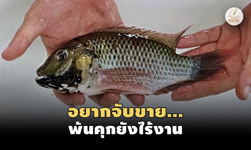 blackchintilapia220710