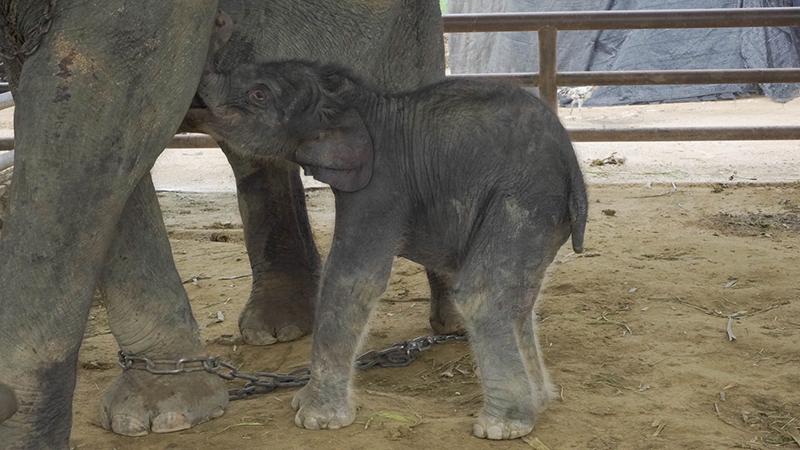 nongnoochpattaya 25 09 3