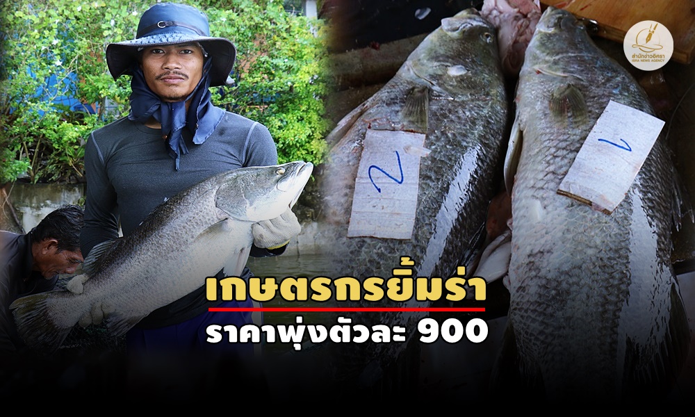 seabassmahasamut10090