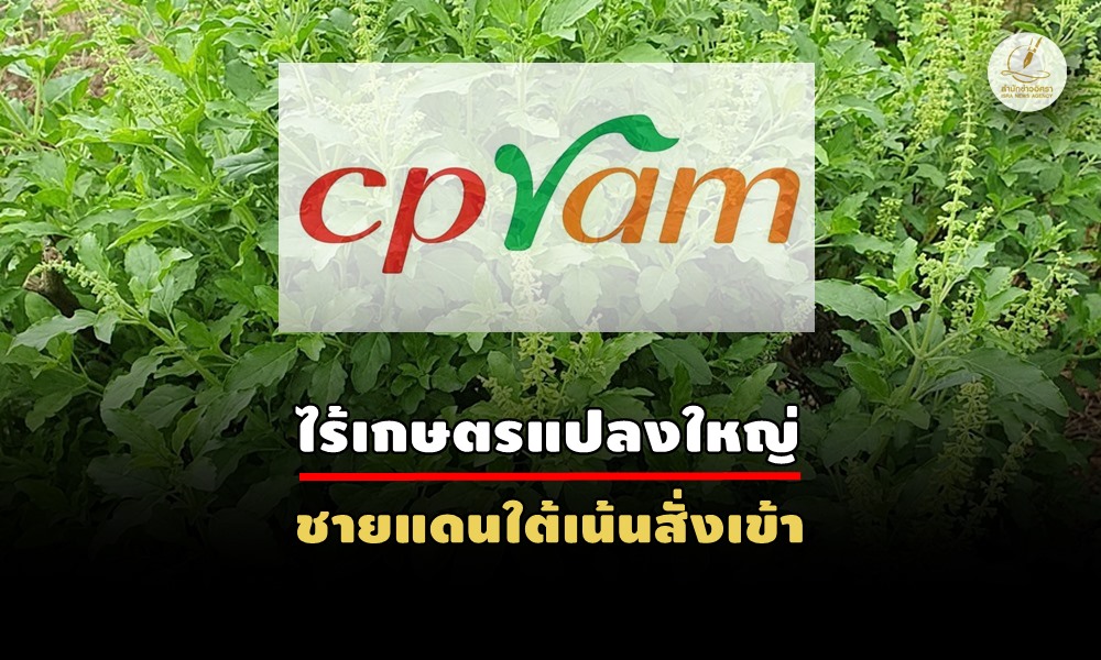 thaiholybasil24100
