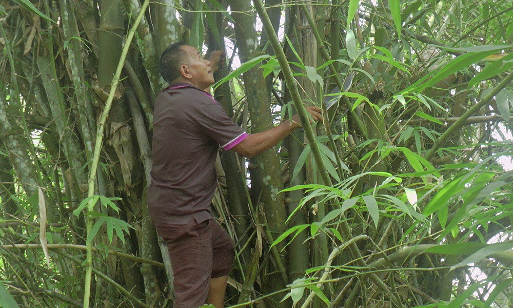 bamboostickyrice070627