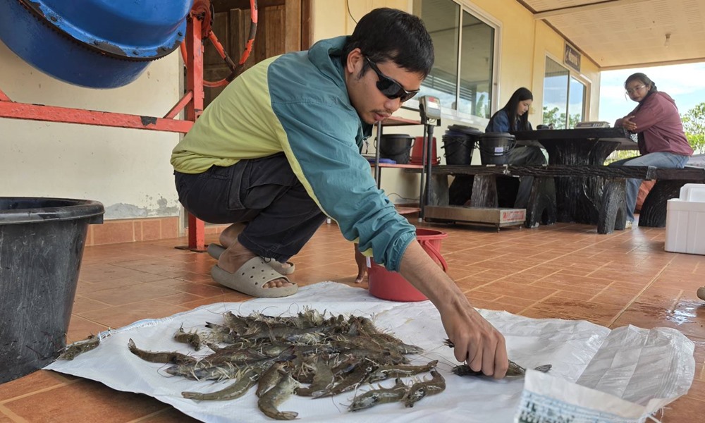 thaishrimp03062