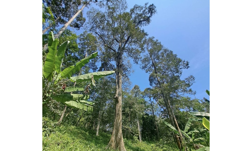 southerndurian08086