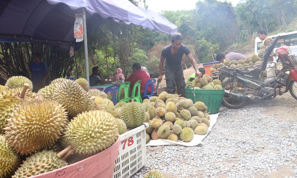 southerndurian080863