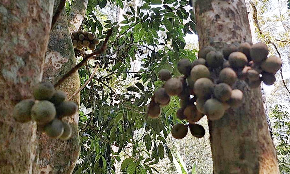 southerndurian080868
