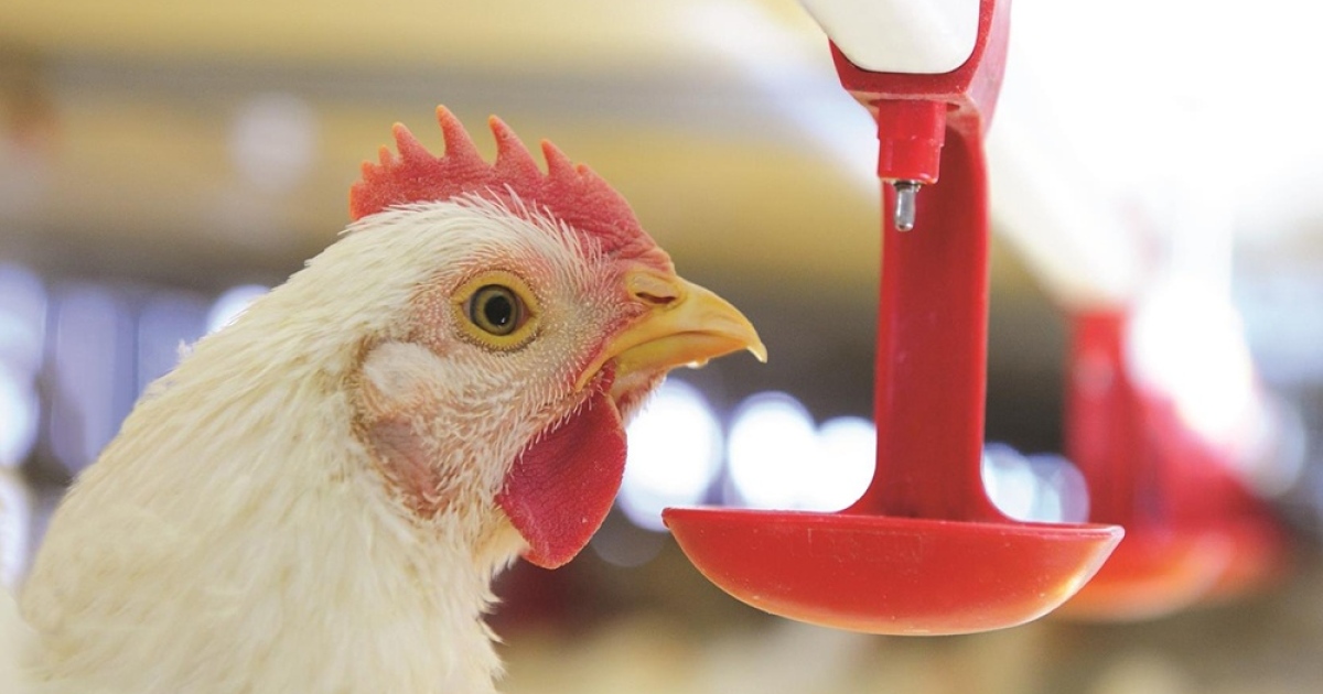 CPF は LR Farm First を認証し、動物福祉の食品安全の原則を考慮して鶏肉の生産を強化します