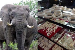 WWF จับตาแผนควบคุมค้างาช้างไทย แนะยุติตลาดค้างาช้างก่อนถูกคว่ำบาตร