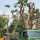 ต้นไม้ในเมืองยังหัวกุด รุกขกรชี้เหตุหน่วยงานยังใช้ TOR แบบเดิม