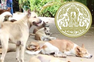 เช็คประชากรหมา-แมว หลัง ‘พิษสุนัขบ้าระบาด’ ผ่านไป 6 เดือน ฉีดวัคซีนแค่ 9 แสนตัว