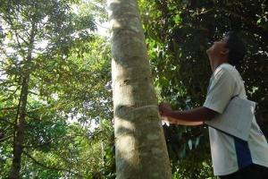 ธ.ก.ส. เริ่มแล้ว ให้สมาชิกธนาคารต้นไม้  ใช้ไม้ยืนต้นเป็นหลักทรัพย์ค้ำประกัน